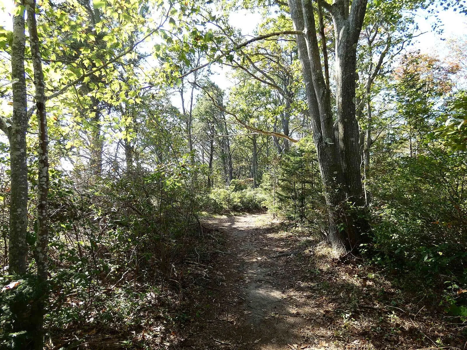 Photo of a wooded trail at Crescent Beach State Park. The trail is a groomed dirt trail shaded by trees with shrubs along the sides.